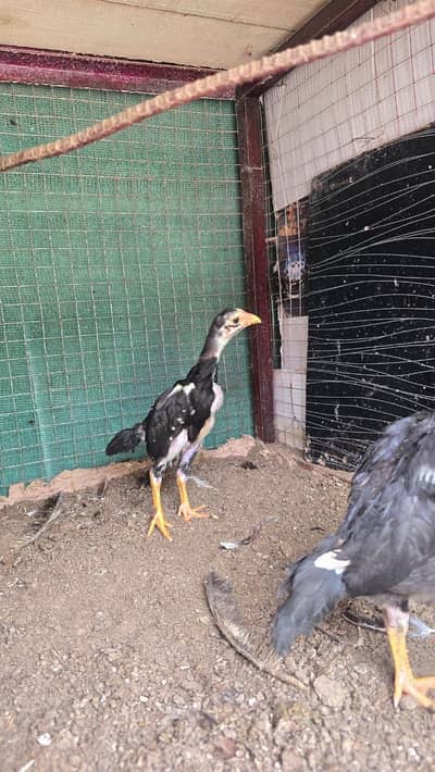 High quality pure shamo chicks