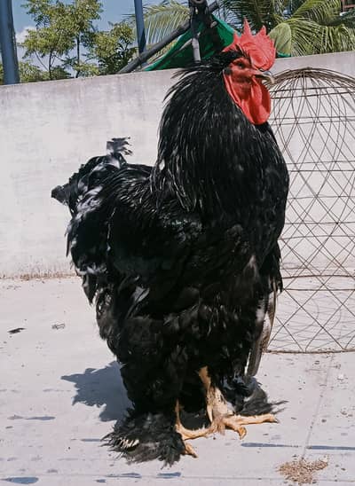 Black Heavy Cochin Chicks