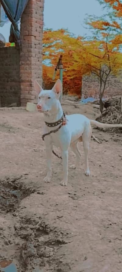 Child bitch and Gultair Dog 