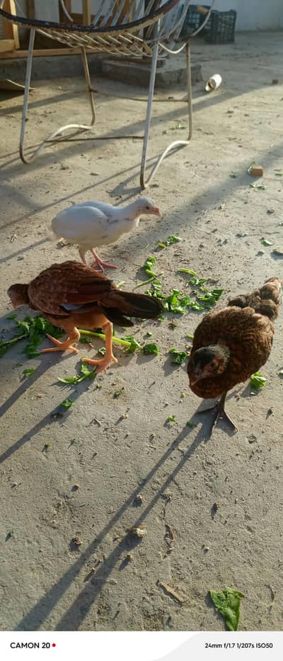 pure aseel chicks and paper white  chicks for sale whtsaap 03218731132