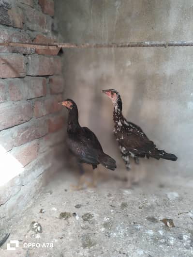 heera and Thai dragon cross pathi available