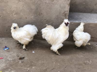 Pure silkie pair hai 03157941810