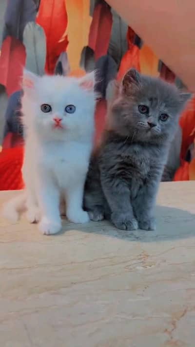 Persian kitten for urgent sale my WhatsApp number 032869729ten