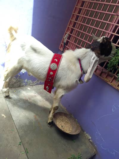 2 dant bakra he 03121112677