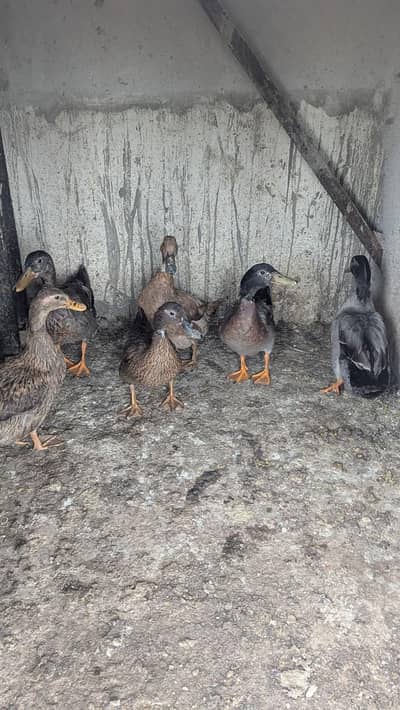 3 Female and 3 Male ducks