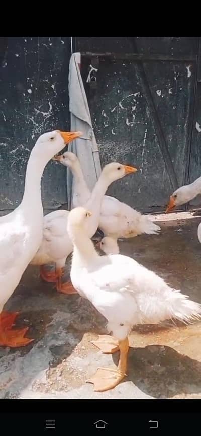 chicks pair for sale 3000 ka 03164350590