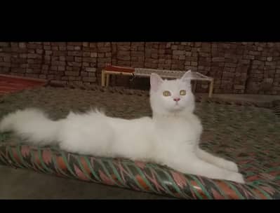 3 Cats 2 Male 1 Female