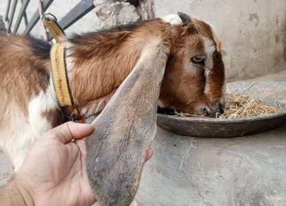 Desi Bakra breader quality Bacha