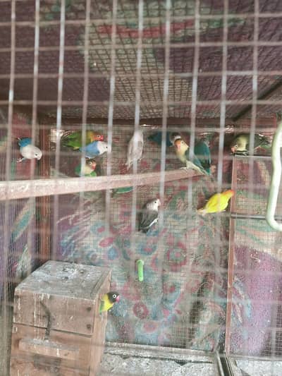 love bird healthy and active best quality