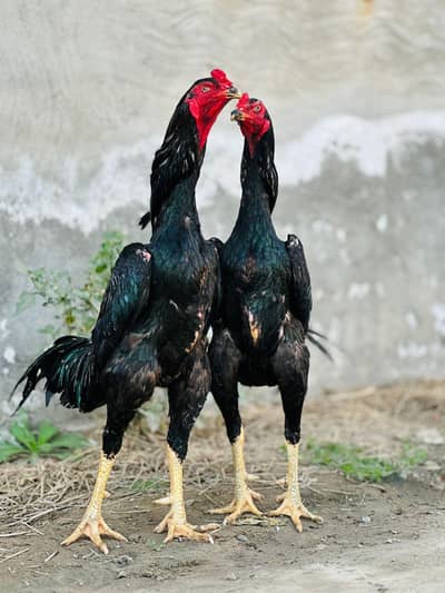 Black Shamoo | Shamo | Black Shamoo Male | Japanese King Shamoo Male