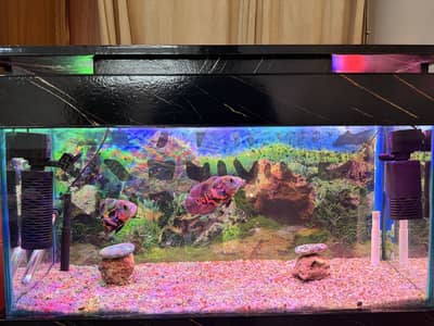 3ft Aquarium with Oscar Tiger full setup