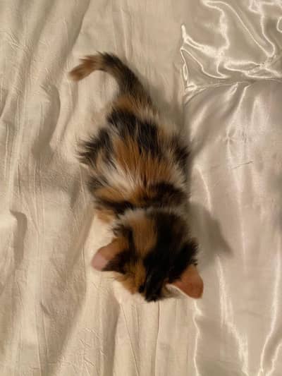 calico kitten for sale