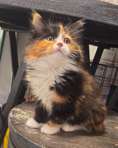 calico kitten for sale