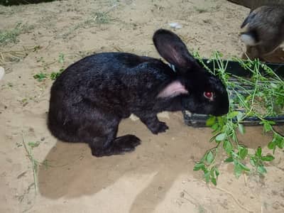 New Zealand bread available