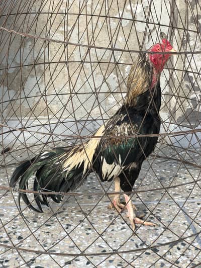 Aseel Bemgum & Aseel Peela & Aseel Java