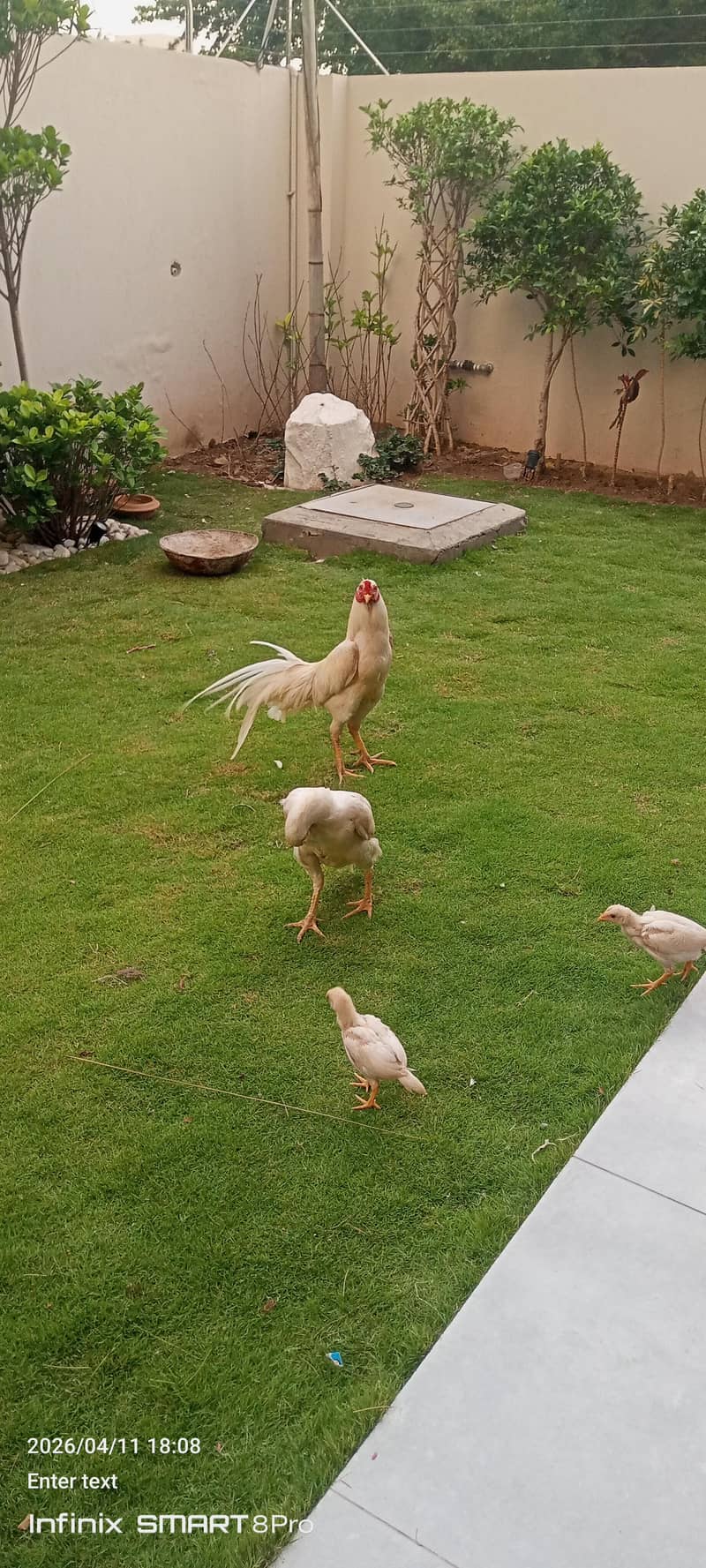 ماشاءاللہ وائٹ پیپر شاموں میں کراس چھ بچے اور جوڑا وہ اٹھ پیس فور سیل 0