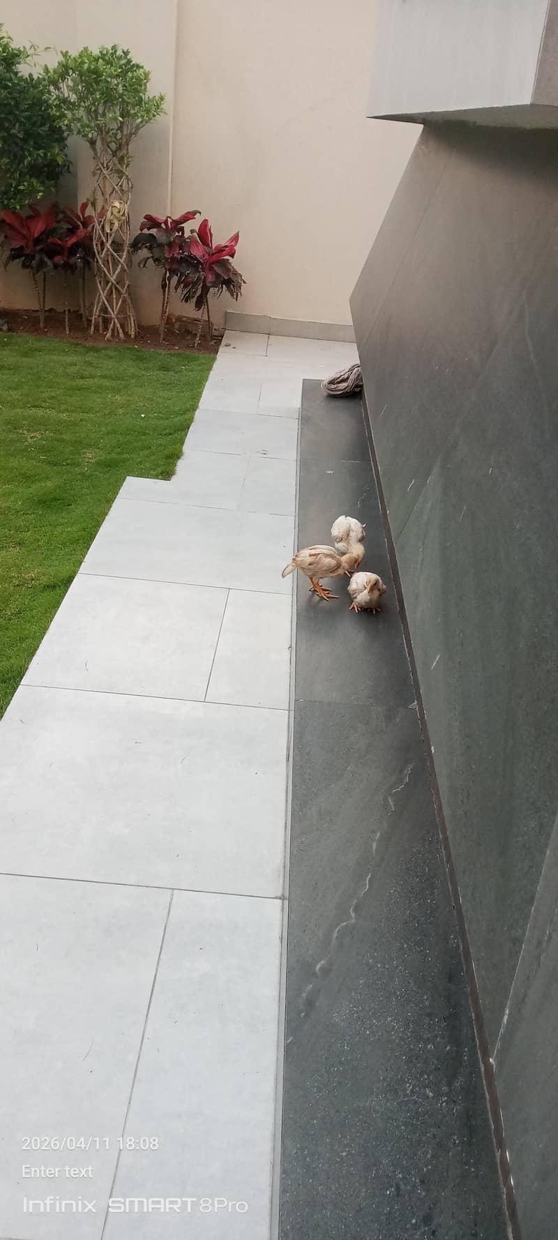 ماشاءاللہ وائٹ پیپر شاموں میں کراس چھ بچے اور جوڑا وہ اٹھ پیس فور سیل 1