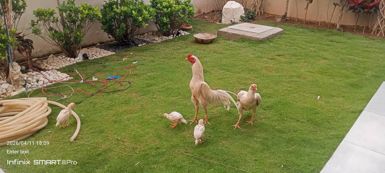 ماشاءاللہ وائٹ پیپر شاموں میں کراس چھ بچے اور جوڑا وہ اٹھ پیس فور سیل 2