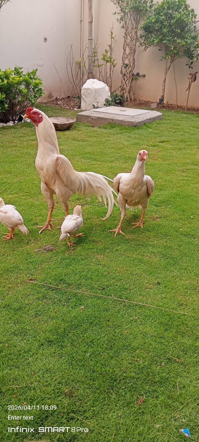 ماشاءاللہ وائٹ پیپر شاموں میں کراس چھ بچے اور جوڑا وہ اٹھ پیس فور سیل 3