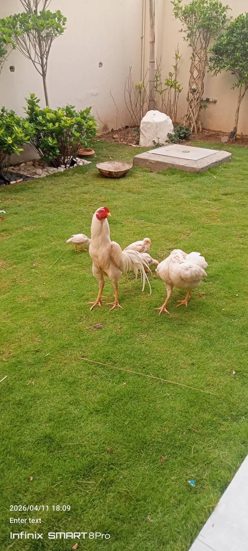 ماشاءاللہ وائٹ پیپر شاموں میں کراس چھ بچے اور جوڑا وہ اٹھ پیس فور سیل 4