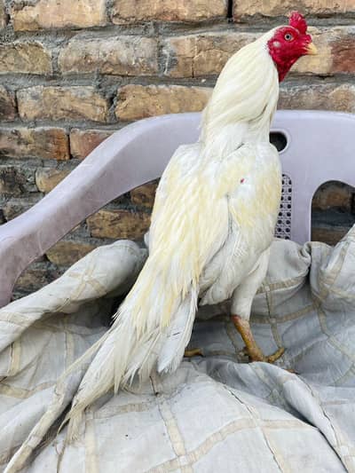 Heera Miawali Zero size