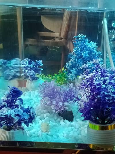 A full furnished aquarium