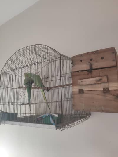 Green Ringneck Parrot Breeder pair