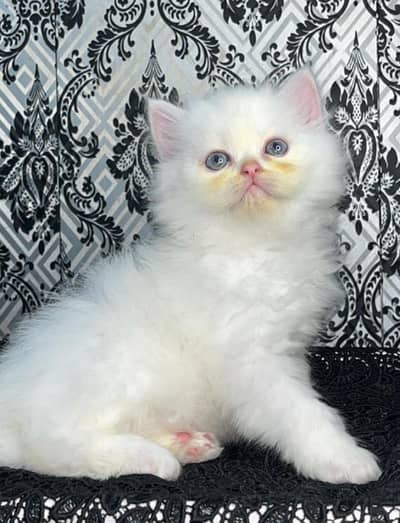 haldi active washroom & letar trand