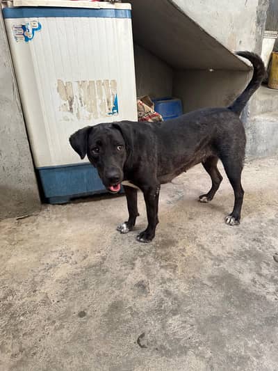 Mixed Breed Dog/“Labrador mix dog”