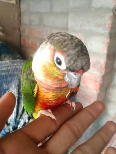 Fully tame talking male female with DNA available breeder pair