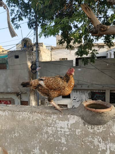 assel or desi murghi andiy wali dono 6 hzar