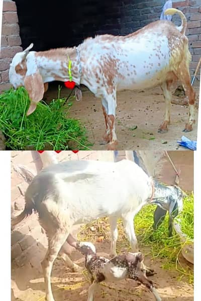 Pure makhi cheeni gabban or amritsari beetal bakri soyi