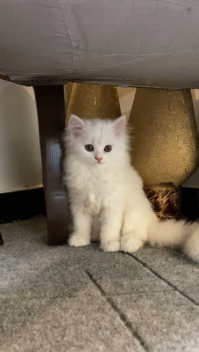 PUNCH FACE MALE AVAILABLE FOR SALE