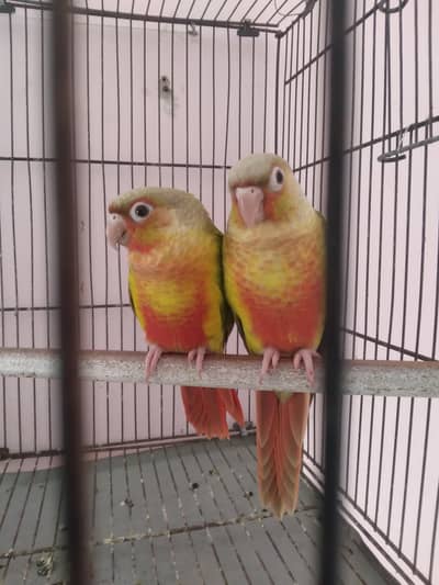Pineapple Conure High Red Factor Pair For
