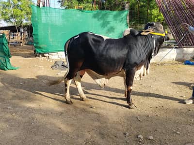 Punjab beauty bachra for sale