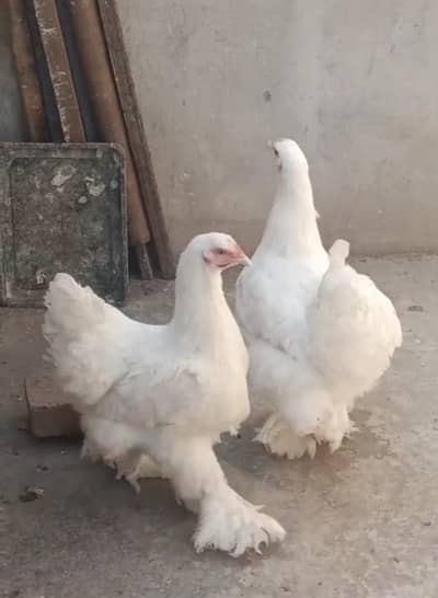 Fancy Hens For Sale