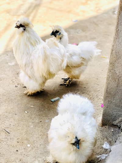 pure silky  WhatsApp number 03157941810