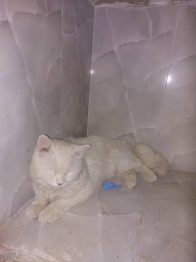 Russian cat for sale