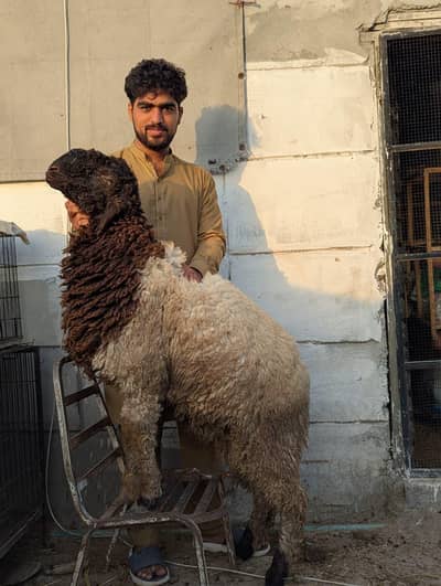 Turkey Dombay + kajlaa Goat For sale