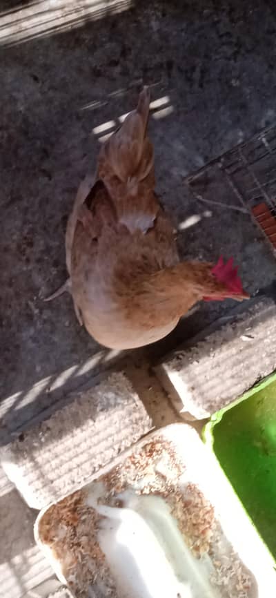 full active hai Kabhi Roz egg deti hai Kabhi eak din choor kay