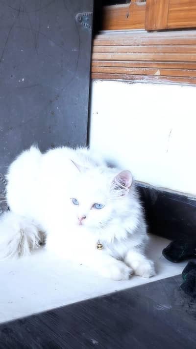 Persian male cat