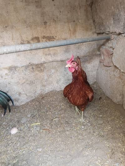 golden misri female and aseel male