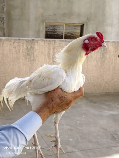 aseel heera pair breeder