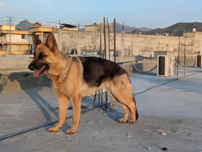 german shepherd working line