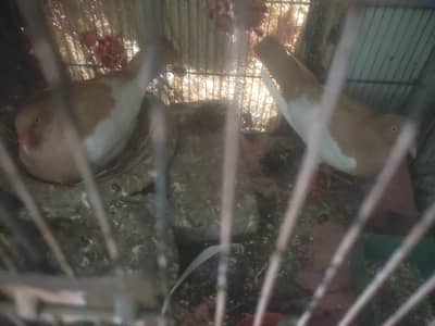 dynish breeder pair with 1 egg