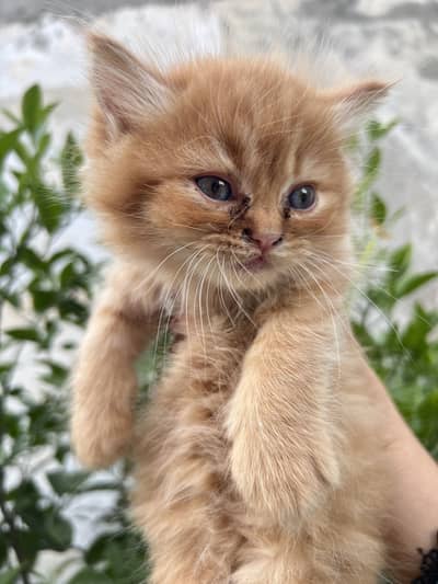 White persian kittens 12thousand each,  Brown nd skin (2→ Rs. 7,000,