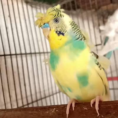 hogoromo budgies male for sale