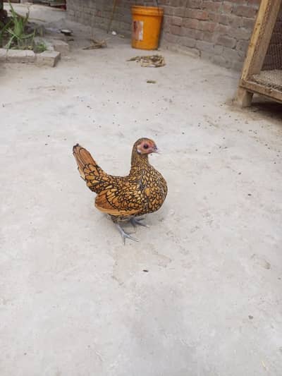 Golden sebright | Fancy Hen | Egg laying Bantam