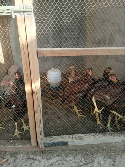 aseel pathay for sale