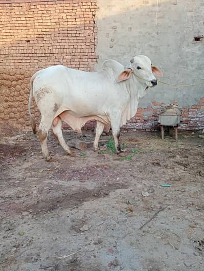 Heavy weighted bulls for sale